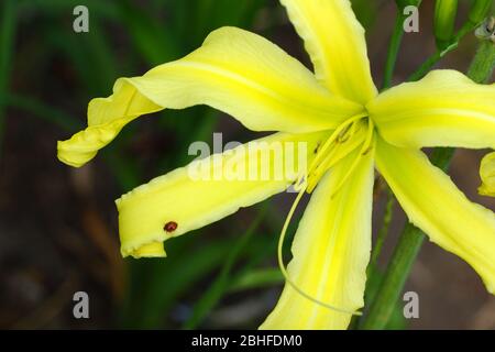 Heavenly Flight Of Angels Daylilies spiders. yellow daylilies bloom in the open. Stock Photo