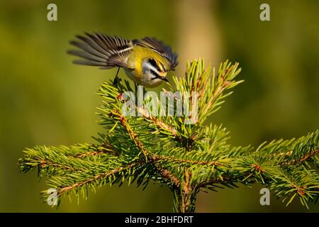 Firecrest - Regulus ignicapilla small forest bird with the yellow crest singing in the dark forest with opened wings, very small passerine bird in the Stock Photo