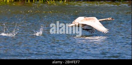 a young swan is trying to fly and to gain height Stock Photo