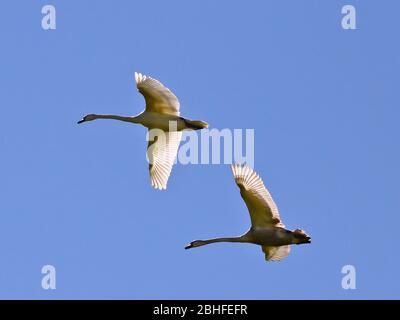 Flying swans in front of blue sky in beautiful formation Stock Photo