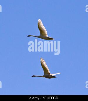 Flying swans in front of blue sky in beautiful formation Stock Photo