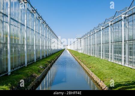 Perspective view of a modern industrial greenhouse for tomatoes in the Netherlands Stock Photo