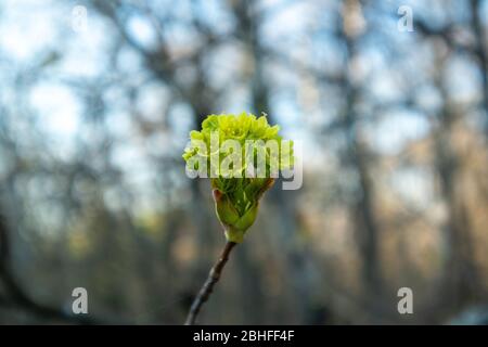Maple flowers. Forest blooming maple. Close-up photo. Stock Photo