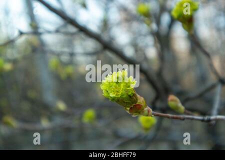 Maple flowers. Forest blooming maple. Close-up photo. Stock Photo