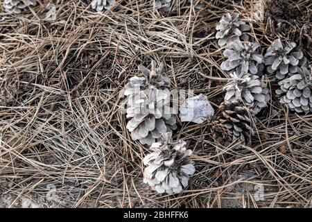 Pine cones. Cones on coniferous needles. Cones on the ground. Stock Photo