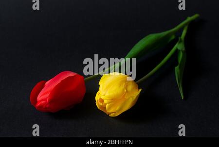 Fresh red and yellow tulips on dark black background Stock Photo