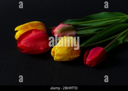 Fresh red and yellow tulips on dark black background Stock Photo