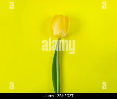 Fresh and elegant  single yellow tulip on light yellow background Stock Photo