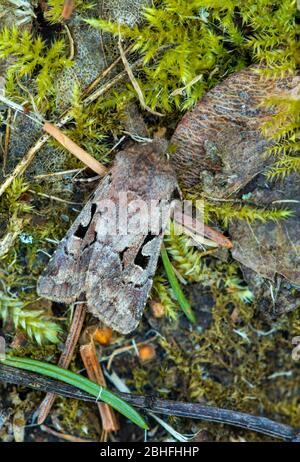 Setaceous Hebrew character Orthosia gothica resting in a Norfolk garden, UK Stock Photo