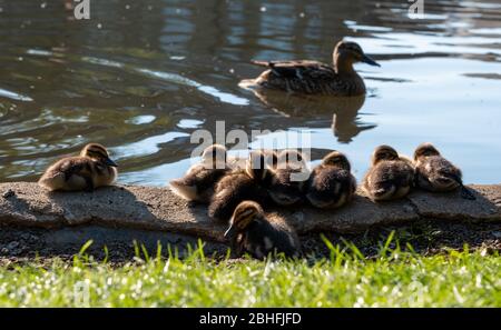 Duck and ducklings at the duck pond at Pinner Memorial Park, Pinner, Middlesex, north west London UK, photographed on a sunny spring day. Stock Photo