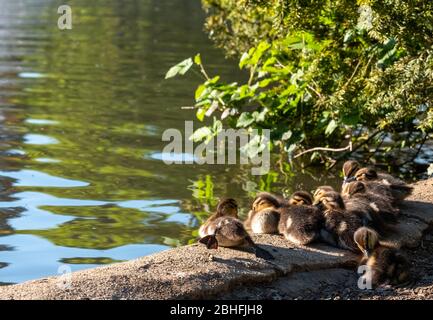 Ducklings at the duck pond at Pinner Memorial Park, Pinner, Middlesex, north west London UK, photographed on a sunny spring day. Stock Photo