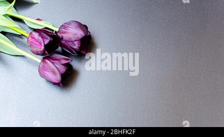 Bouquet of three purple-black tulips Black Prince on the top left corner of the black background. Space for text. Close up. Stock Photo