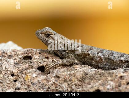 Western Fence Lizards (Sceloporus occidentalis) Santa Clara County, California, USA Stock Photo
