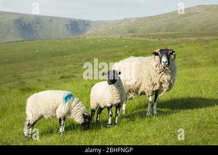 Ewe with her lambs in a field, sheep farming in Peak District, Derbyshire, UK Stock Photo