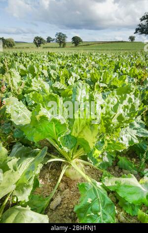 Sugar beet vegetables growing in a field for animal feed on farmland in Shropshire, UK Stock Photo