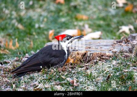 Female Pileated Woodpecker (Dryocopus pileatus) with a bug in her mouth she picked from a stump in April, horizontal Stock Photo