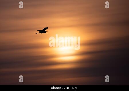 Great Blue Heron (Ardea herodias) flying under an orange sky in April Stock Photo