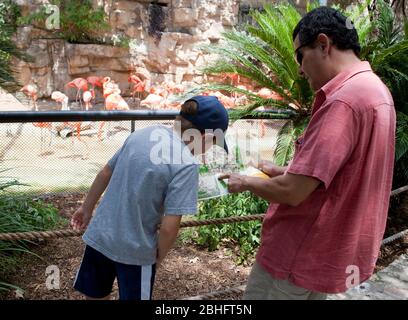 San Antonio Texas USA, January 12, 2012:  Hispanic father shows 7-year-old son map of zoo while viewing pink flamingos at the San Antonio Texas Zoo. ©Marjorie Kamys Cotera/Daemmrich Photos Stock Photo