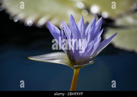 Purple lotus flower bloom in still water pond with bokeh Stock Photo