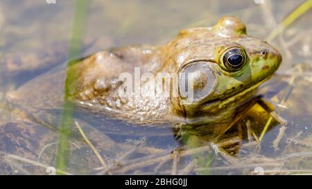 American Bullfrog in Natural Aquatic Habitat Stock Photo