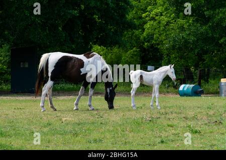 A beautiful brown and white mare paint horse grazing in a rural pasture while her stunning, snow white foal stands nearby. Stock Photo