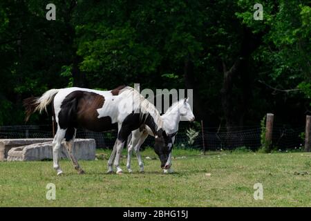 A beautiful brown and white mare paint horse grazing in a rural pasture while her stunning, snow white foal stands beside her intently watching someth Stock Photo