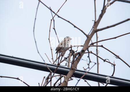 Song Sparrow Perched on Branch in Springtime Stock Photo