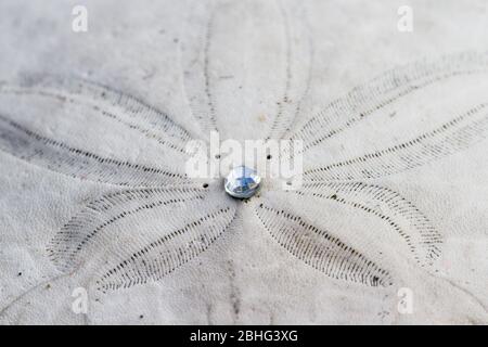 Close up of a sand dollar with a small gem in the middle glowing in the bright sunshine Stock Photo