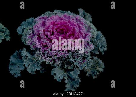 beautiful Ornamental colorful Kale bouquet or cabbage flowers decoration in a garden on black background,selective focus with blur-Image Stock Photo