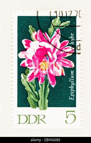 SEATTLE WASHINGTON - April 25, 2020: 1970 East Germany postage stamp featuring hybrid Sheet Cactus in flower.  Scott # 1251