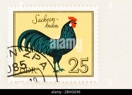 SEATTLE WASHINGTON - April 25, 2020: 1979 Postage of DDR featuring poultry - Saxony Chicken. Scott # 1985