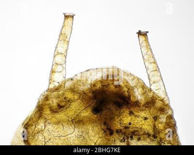 Aphid cornicles (siphuncules) under the microscope, horizontal field of view is about 0.61mm Stock Photo