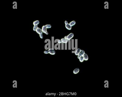 Dark field micrograph of yeast on top of fermented food Stock Photo