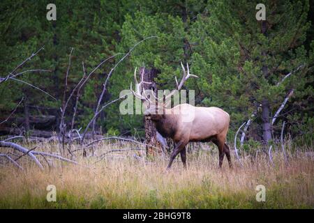 Bull elk in Yellowstone National Park in autumn Stock Photo
