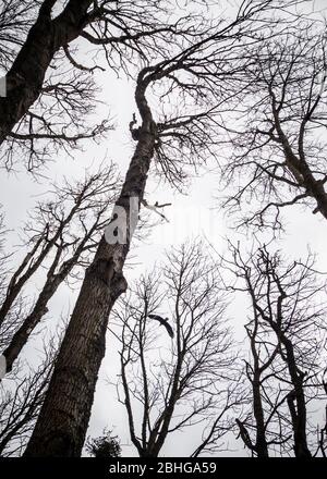 A Bald Eagle flies overhead above the trees, Discovery Park, Seattle, Washington, USA Stock Photo