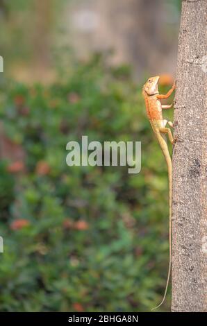 Chameleon orange on a tree Background blurred leaves. Stock Photo