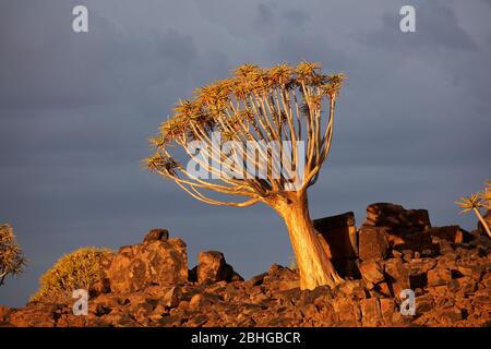 Kokerboom or Quiver Tree (Aloe dichotomum) in late afternoon light, Mesosaurus Fossil Camp, near Keetmanshoop, Namibia, Africa Stock Photo