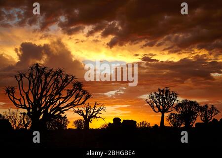 Kokerboom or Quiver Trees (Aloe dichotomum) at sunset, Mesosaurus Fossil Camp, near Keetmanshoop, Namibia, Africa Stock Photo