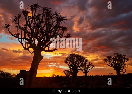 Kokerboom or Quiver Trees (Aloe dichotomum) at sunset, Mesosaurus Fossil Camp, near Keetmanshoop, Namibia, Africa Stock Photo