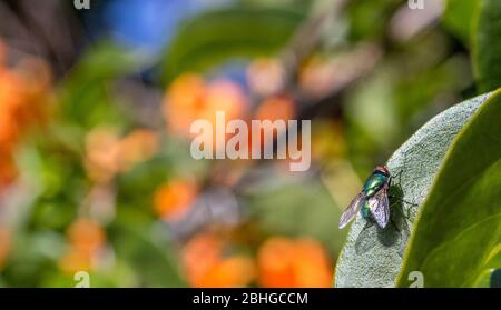 Common green bottle fly isolated on a green leaf outdoors Stock Photo