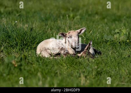 baby lamb sheep in a field Stock Photo