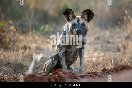 Alert African wild dog (Lycaon pictus) eye to eye contact, South Luangwa National Park, Zambia. Stock Photo