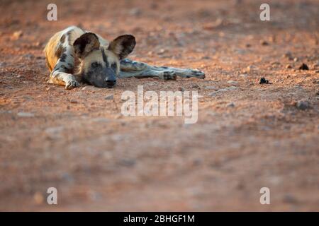 African wild dog (Lycaon pictus) resting, South Luangwa National Park, Zambia. Stock Photo