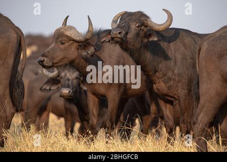 In-between a herd of Cape buffalos (Syncerus caffer), in the Linyanti swamps, Botswana Stock Photo