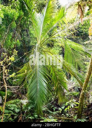 Nikau Palm (Rhopalostylis sapida) near Totaranui, Abel Tasman National Park, South Island, New Zealand Stock Photo