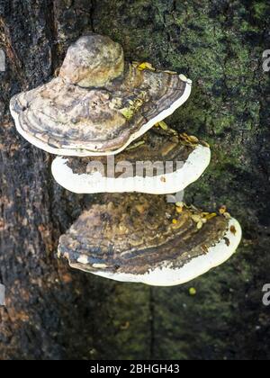 Fomes sp. bracket fungi on a living beech tree in Abel Tasman National Park, South Island, New Zealand Stock Photo