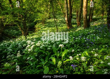 Wild Garlic and bluebells growing freely in ancient woodland on the high weald near Telham in east Sussex England Stock Photo