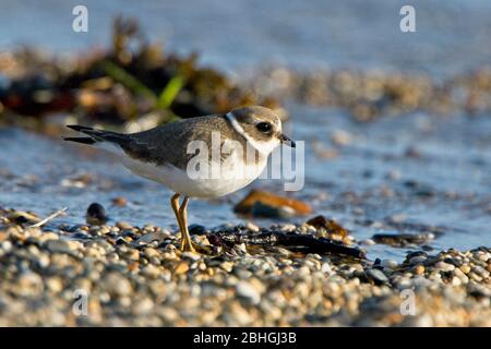 Common Ringed Plover, (Charadrius hiaticula), juvenile on the beach, Cornwall, England, UK.