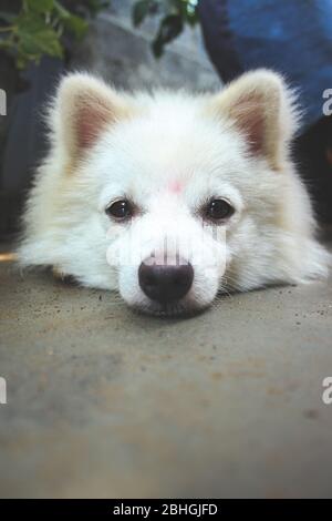 Portrait Of Indian Spitz Dog. White Pomeranian dog spitz. Stock Photo