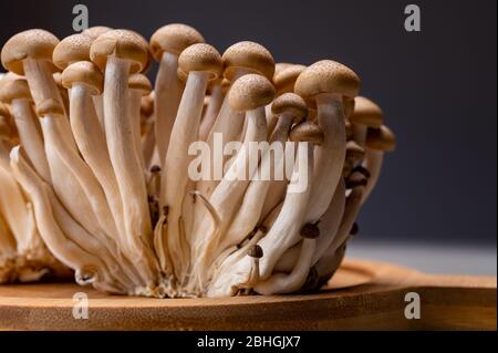 Fresh uncooked buna brown shimeji edible mushrooms from Asia, rich in umami tasting compounds such as guanylic and glutamic acid Stock Photo